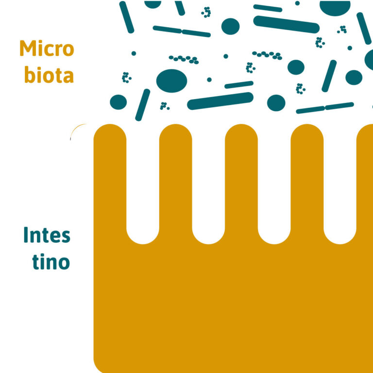 Lee más sobre el artículo Todo sobre la microbiota